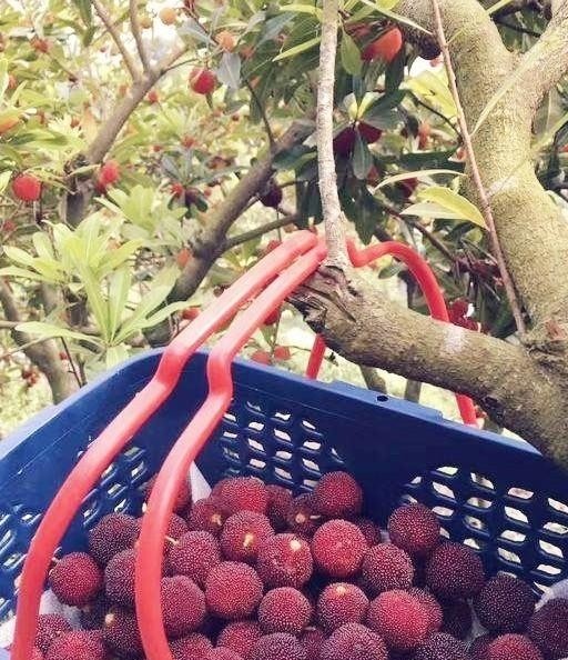 野杨梅树图片(杨梅树的图片) 图片 杨梅树 第2张 野杨梅树图片(杨梅树的图片) 图片 杨梅树 第2张