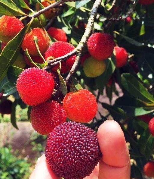 野杨梅树图片(杨梅树的图片) 图片 杨梅树 第1张 野杨梅树图片(杨梅树的图片) 图片 杨梅树 第1张