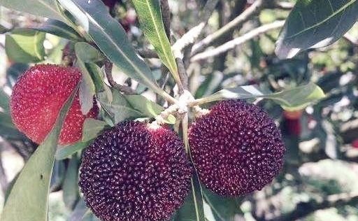 野杨梅树图片(杨梅树的图片) 图片 杨梅树 第3张 野杨梅树图片(杨梅树的图片) 图片 杨梅树 第3张