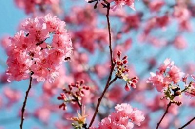 ​春暖花开——唤醒你心中那片温暖的春天！