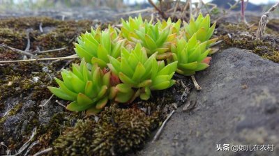 ​大家来了解下一种植物：垂盆草！也可以说它是一种多肉植物