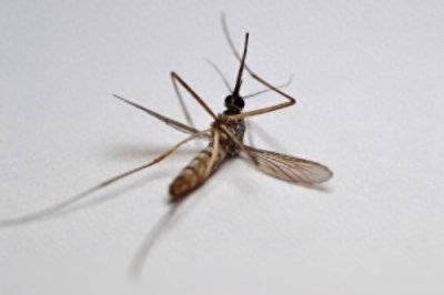 ​驱蚊还有这些小妙招，学会了明年试试