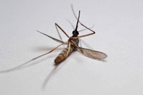 驱蚊还有这些小妙招，学会了明年试试