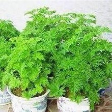 驱蚊还有这些小妙招，学会了明年试试