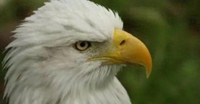 ​美国的国鸟是鹰，韩国的是鹊，中国的国鸟却没有几个人知道