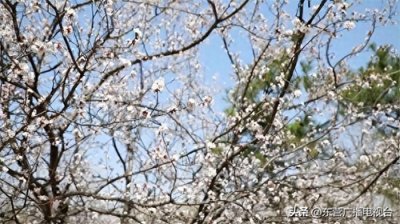 ​【春来东营】东营植物园百花竞相绽放