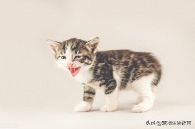 ​猫咪的十种深情告白，你接收到了吗？
