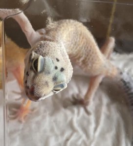 ​浙江首次出口豹纹守宫，嘉兴海关助力特色宠物养殖行业走向世界