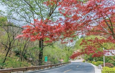 ​天下泰山丨春水润石 山色生香