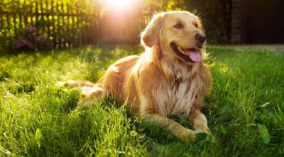 ​美国一条20岁狗狗刚过完生日，或是史上最长寿金毛猎犬