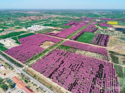 ​滨州北美海棠惊艳盛开！