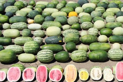 ​今年正大量上市，“根本不存在”的麒麟西瓜，为何价格遥遥领先？