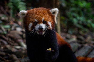 ​国际珍稀动物保护日 我国国宝级珍稀“神兽”你都知道吗？