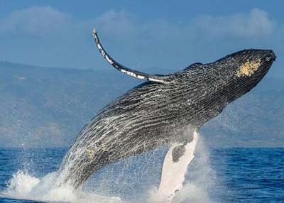 动物图集——座头鲸