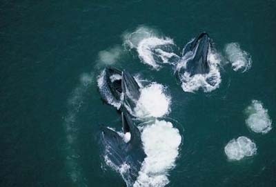 动物图集——座头鲸