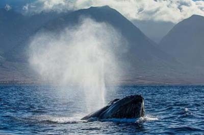 动物图集——座头鲸
