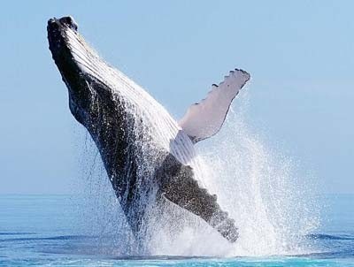 动物图集——座头鲸