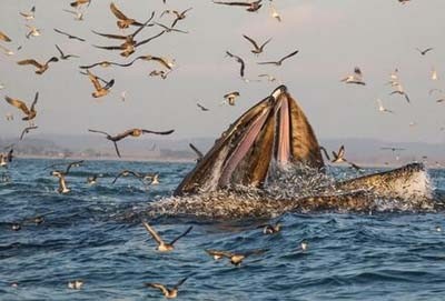 动物图集——座头鲸
