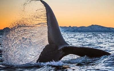 动物图集——座头鲸