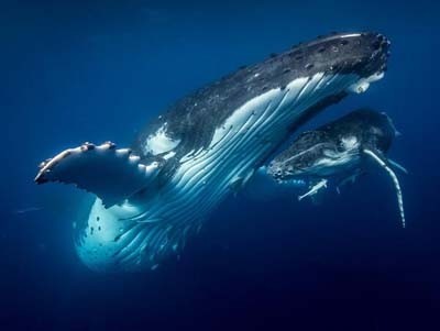 动物图集——座头鲸