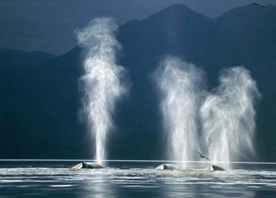 动物图集——座头鲸