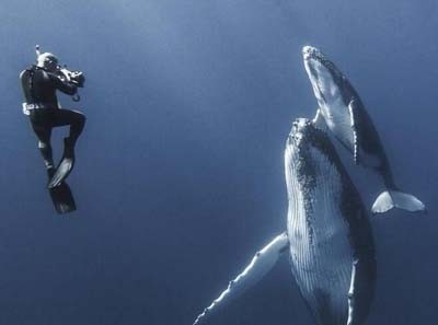 动物图集——座头鲸