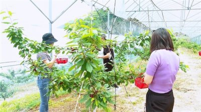 ​车厘子高山种 五年栽培挂枝头
