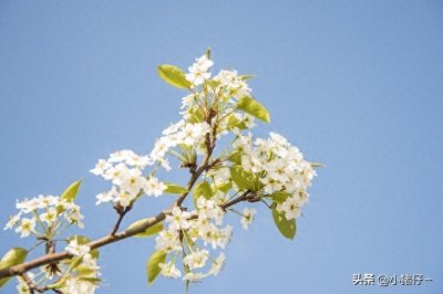 ​花开的季节-3月