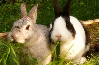 原文解释：“桃花不解知人意”打一经典生肖猜解一最准生肖，最佳成语解释解析