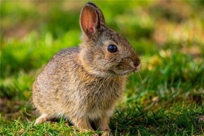 甄选词语解释：“犬兔俱毙”是什么生肖打一准确最佳精准生肖，完整解读解答落实