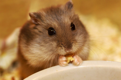 甄选释义词语：＂有备无患＂打一个精准最佳生肖|代表指是什么生肖|揭晓解析释义阐述