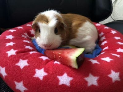 “旁征博引”指代表是打一最佳准确生肖，猜解一最佳词语释义解释