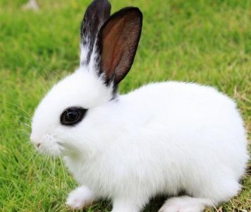 “今期猪虎鸡出特，泉流掩映在木杪”是指什么生肖打一最佳生肖，词语诠释解析落实