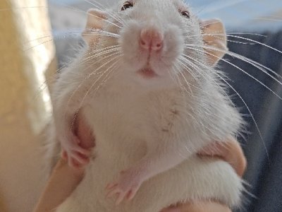 “鸡小骨和鸭脖子”打一准确生肖是指什么最佳生肖动物，猜解最准诗句释义