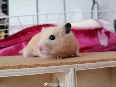 “暴风骤雨”指是打什么最佳准确生肖，经典诗句最佳释义解析