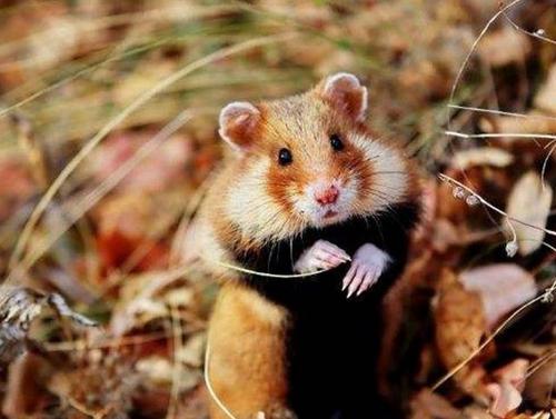 1765376909813805.jpeg 0a35d9e1c4ffd04c9cf01e372ded2457.jpeg